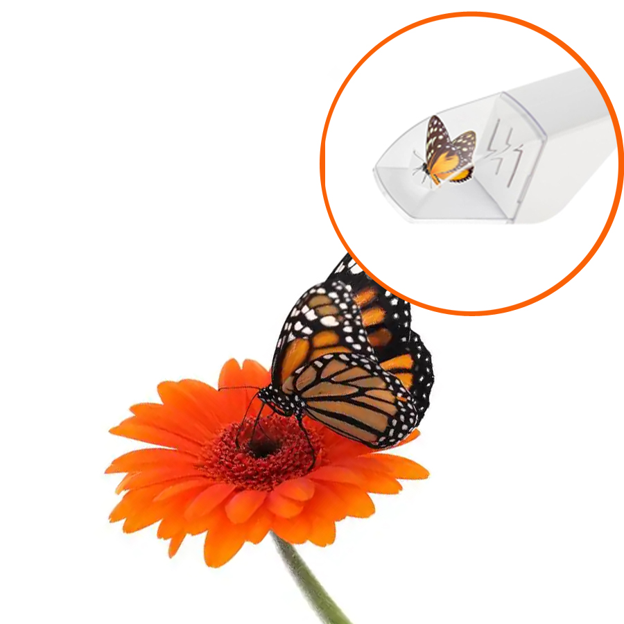 Fly Trap Insect Catcher Moth F - Fruit Roll Up ulasan dan harga