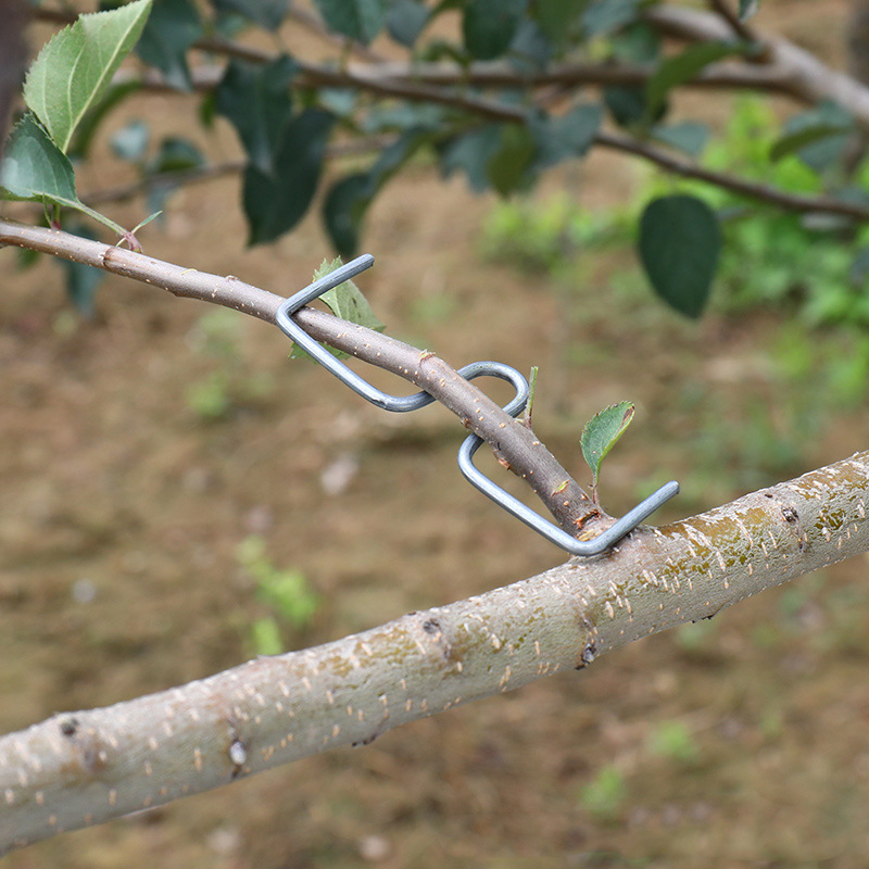 30pcs/set Fruit Tree Branch Pu - Fruit Roll Up ulasan dan harga