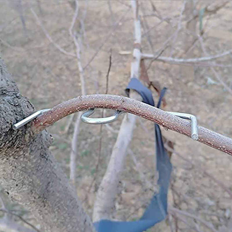 30pcs/set Fruit Tree Branch Pu - Fruit Roll Up ulasan dan harga