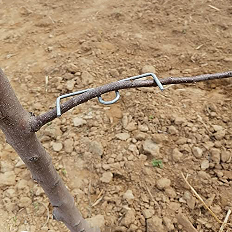 30pcs/set Fruit Tree Branch Pu - Fruit Roll Up ulasan dan harga