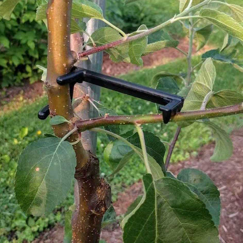 Fruit Tree Branch Puller Plant - Fruit Roll Up ulasan dan harga